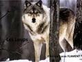 Les Loups Créé par Lucas FLAMENT. où habitent les loups ?