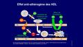 Effet anti-athérogène des HDL Inhibition de oxydation des LDL Inhibition de l‘adhésion des monocytes Efflux de Cholesterol Monocyte Cellule spumeuse LDL.