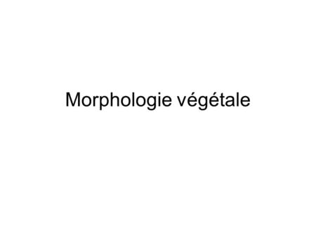 Morphologie végétale. Les zones de croissance du végétal.