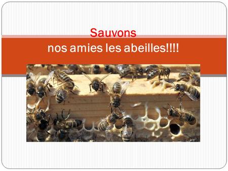 Sauvons nos amies les abeilles!!!!