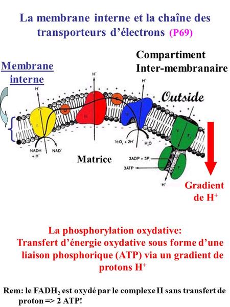 La membrane interne et la chaîne des transporteurs d’électrons (P69)