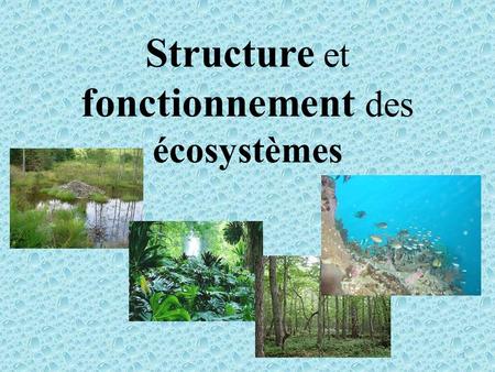 Structure et fonctionnement des écosystèmes