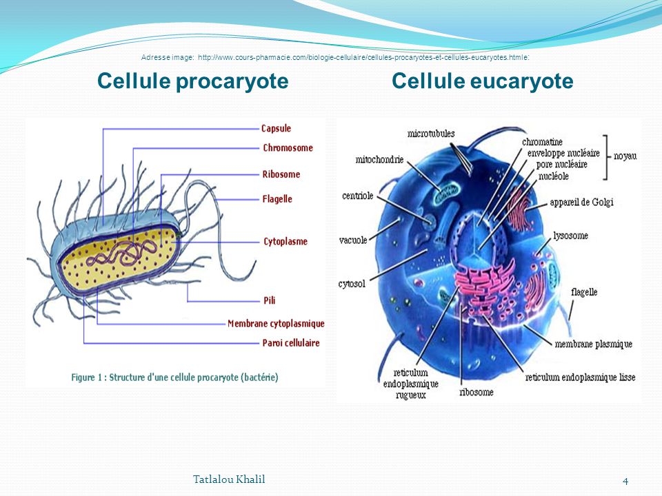 Cellule+procaryote+Cellule+eucaryote