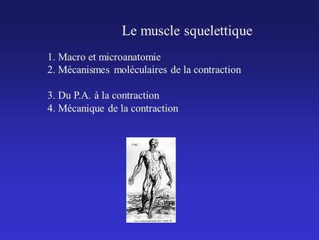 Le muscle squelettique 1. Macro et microanatomie 2. Mécanismes moléculaires de la contraction 3. Du P.A. à la contraction 4. Mécanique de la contraction.