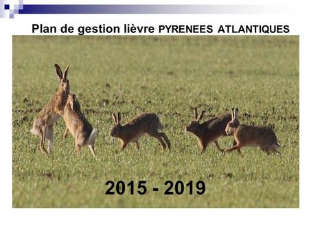 Plan de gestion lièvre PYRENEES ATLANTIQUES 2015 - 2019.