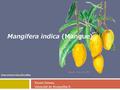 Mangifera indica (Mangue) Kiyota Tatiana Université de Montpellier II. Interactions bioculturelles.