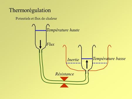 Thermorégulation Température haute Flux Température basse Inertie