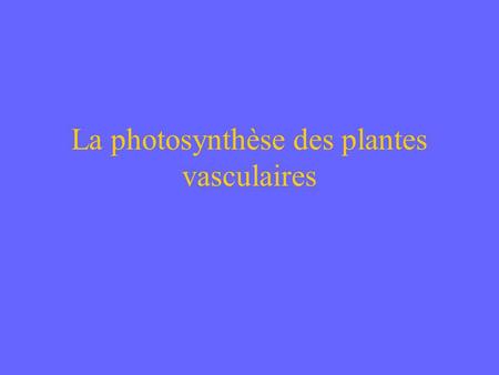 La photosynthèse des plantes vasculaires