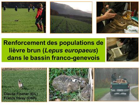 Renforcement des populations de lièvre brun (Lepus europaeus) dans le bassin franco-genevois Claude Fischer (EIL) Franck Péray (DNP)
