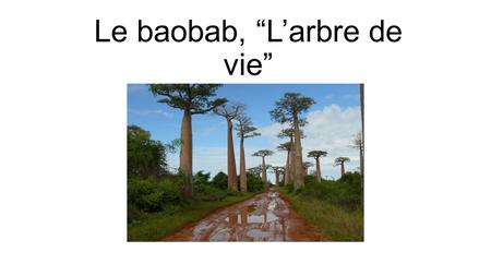 Le baobab, “L’arbre de vie”. Qu’est-ce qu’un baobab? Origine du nom dérivé d’un mot arabe, “bu hibab” ou fruit aux nombreuses graines Cet arbre se trouve.