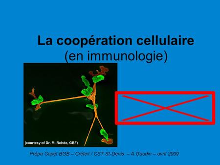 Prépa Capet BGB – Créteil / CST St-Denis – A.Gaudin – avril 2009 La coopération cellulaire (en immunologie)