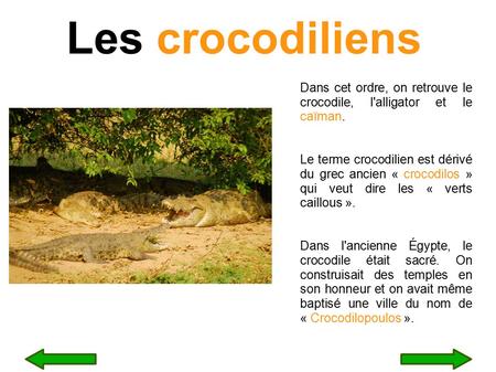 Les crocodiliens Dans cet ordre, on retrouve le crocodile, l'alligator et le caïman. Le terme crocodilien est dérivé du grec ancien « crocodilos » qui.
