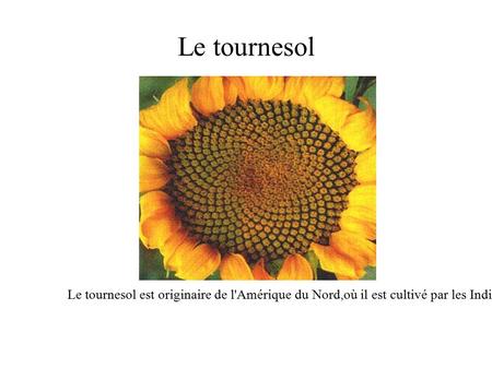 Le tournesol Le tournesol est originaire de l'Amérique du Nord,où il est cultivé par les Indiens pour son huile. Il fut introduit en Europe par les Espagnols.