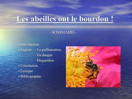 Les abeilles ont le bourdon ! ~SOMMAIRE~ Introduction Introduction Exposé : - La pollinisation Exposé : - La pollinisation - En danger - En danger - Disparition.