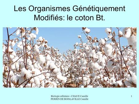 Biologie cellulaire - CHAVE Camille PERRIN DE BOISLAVILLE Camille 1 Les Organismes Génétiquement Modifiés: le coton Bt.