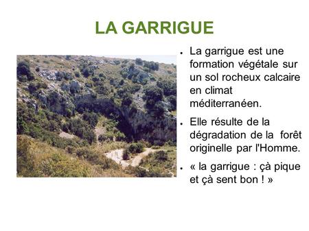 LA GARRIGUE ● La garrigue est une formation végétale sur un sol rocheux calcaire en climat méditerranéen. ● Elle résulte de la dégradation de la forêt.