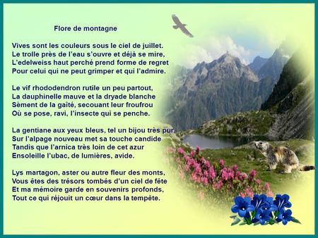 Flore de montagne Vives sont les couleurs sous le ciel de juillet. Le trolle près de l’eau s’ouvre et déjà se mire, L’edelweiss haut perché prend forme.