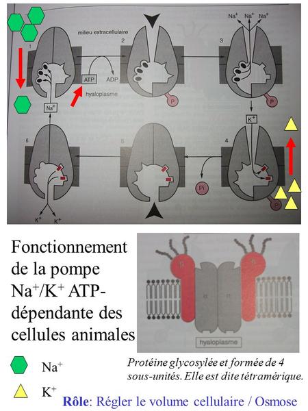 Fonctionnement de la pompe Na + /K + ATP- dépendante des cellules animales Protéine glycosylée et formée de 4 sous-unités. Elle est dite tétramérique.
