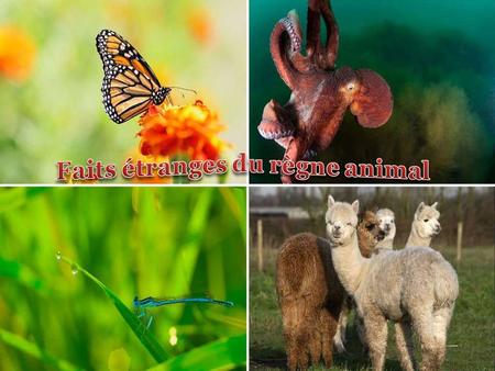 Vous pensez bien connaitre le règne animal ? Découvrez quelques faits étranges sur les animaux que vous connaissez et aimez.