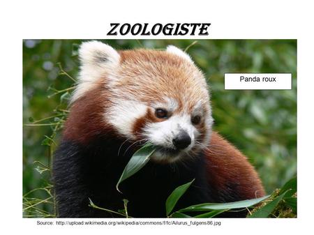 Zoologiste Source:  Panda roux.
