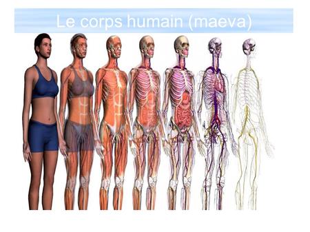Le corps humain (maeva). Os et articulation Le squelette soutient le corps et offre un appui aux muscles.