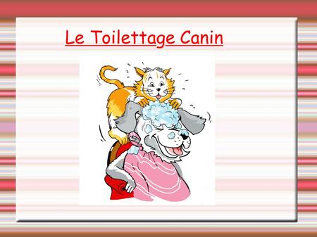 Le Toilettage Canin. Définition : Le toilettage, une activité esthétique. Le toiletteur assure les soins d'entretien (démêlage, shampooing, produits antiparasites...)