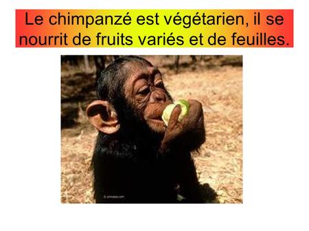 Le chimpanzé est végétarien, il se nourrit de fruits variés et de feuilles.