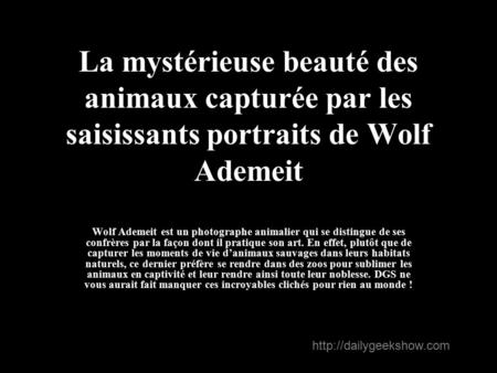 La mystérieuse beauté des animaux capturée par les saisissants portraits de Wolf Ademeit Wolf Ademeit est un photographe animalier qui se distingue de.