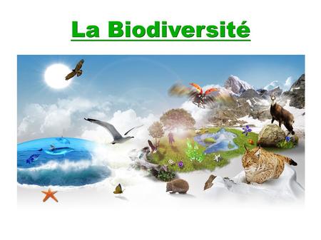 La Biodiversité. Définition : ● Biodiversité : Diversité du monde naturel divisé en trois niveaux : ● -Diversité des écosystèmes ● -Diversité des espèces.