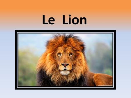 Le Lion. Caractéristiques Le lion est une espèce de mammifère carnivore de la famille des félidés. La femelle du lion est la lionne, son petit est le.