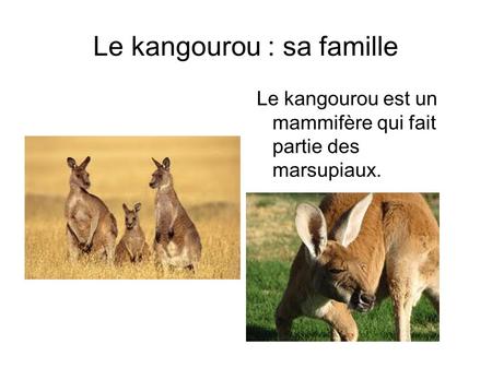 Le kangourou : sa famille Le kangourou est un mammifère qui fait partie des marsupiaux.