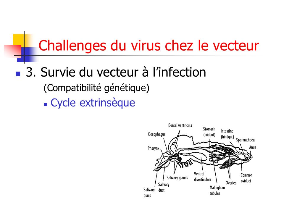 les moustiques  morphologie  biologie et r u00f4le vecteur