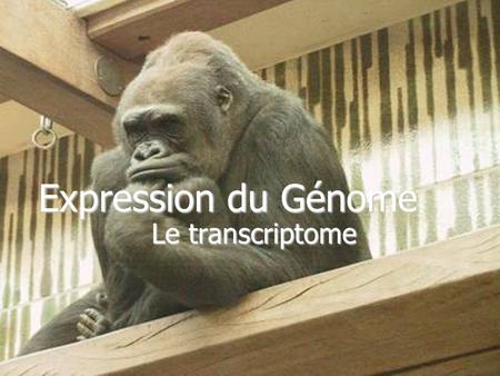 Expression du Génome Le transcriptome.