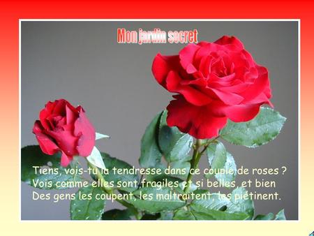 Mon jardin secret Tiens, vois-tu la tendresse dans ce couple de roses ? Vois comme elles sont fragiles et si belles, et bien Des gens les coupent, les.