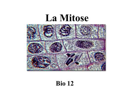 La Mitose Bio 12.