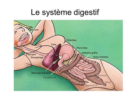 Le système digestif.