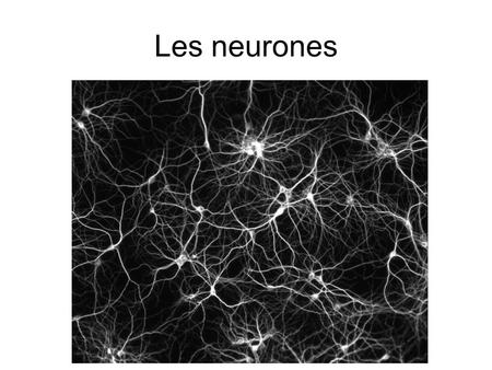 Les neurones.