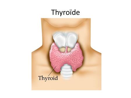 Thyroïde.