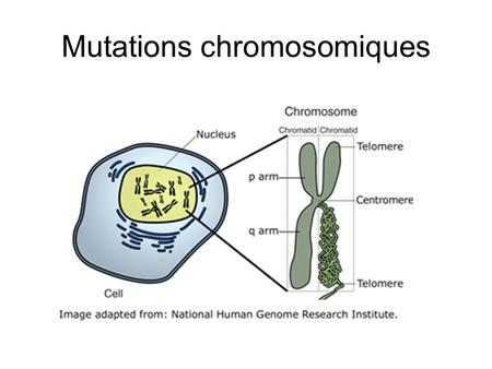 Mutations chromosomiques
