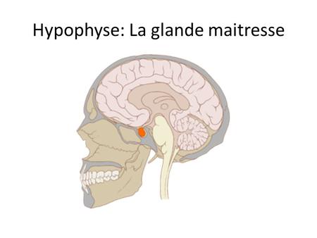 Hypophyse: La glande maitresse