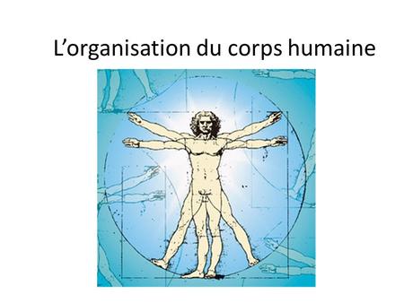 L’organisation du corps humaine