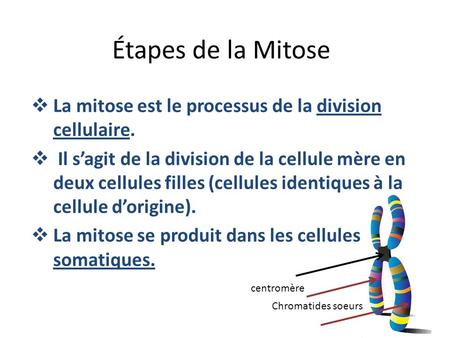 Étapes de la Mitose La mitose est le processus de la division cellulaire. Il s’agit de la division de la cellule mère en deux cellules filles (cellules.