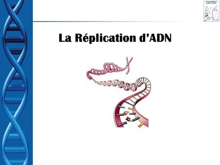 La Réplication d’ADN.