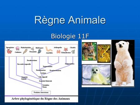 Règne Animale Biologie 11F.