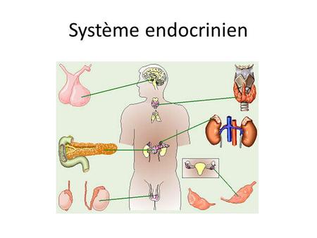 Système endocrinien.