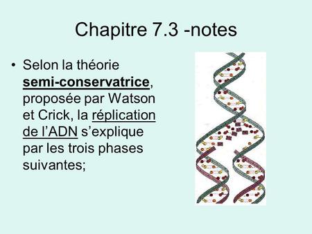 Chapitre 7.3 -notes Selon la théorie semi-conservatrice, proposée par Watson et Crick, la réplication de l’ADN s’explique par les trois phases suivantes;