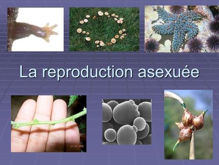 La reproduction asexuée