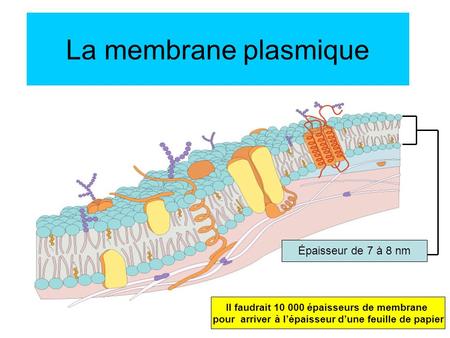 La membrane plasmique Épaisseur de 7 à 8 nm