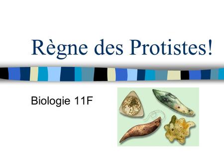 Règne des Protistes! Biologie 11F.