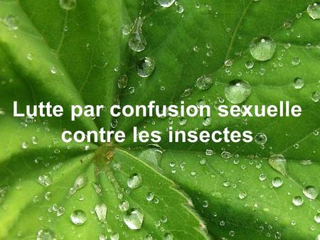 Lutte par confusion sexuelle contre les insectes